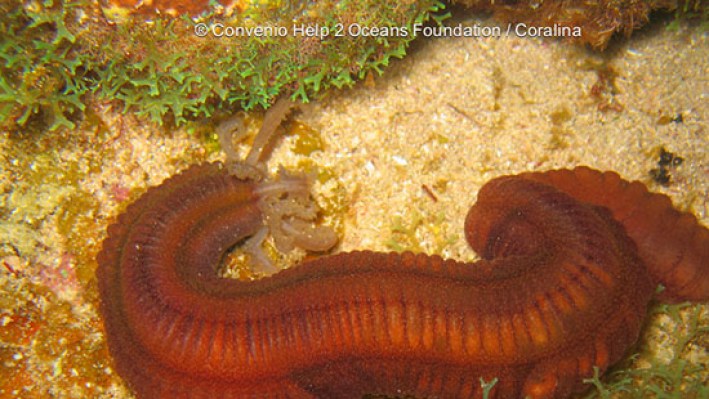 Fire worms (4)-2